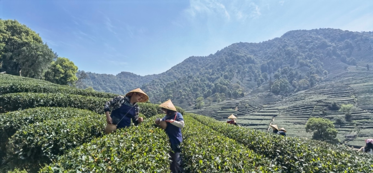 采茶.png