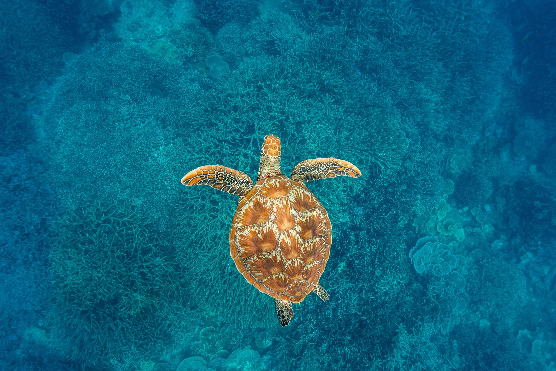 南部大堡礁威尔逊岛-Wilson-Island---copyright-TEQ.jpg
