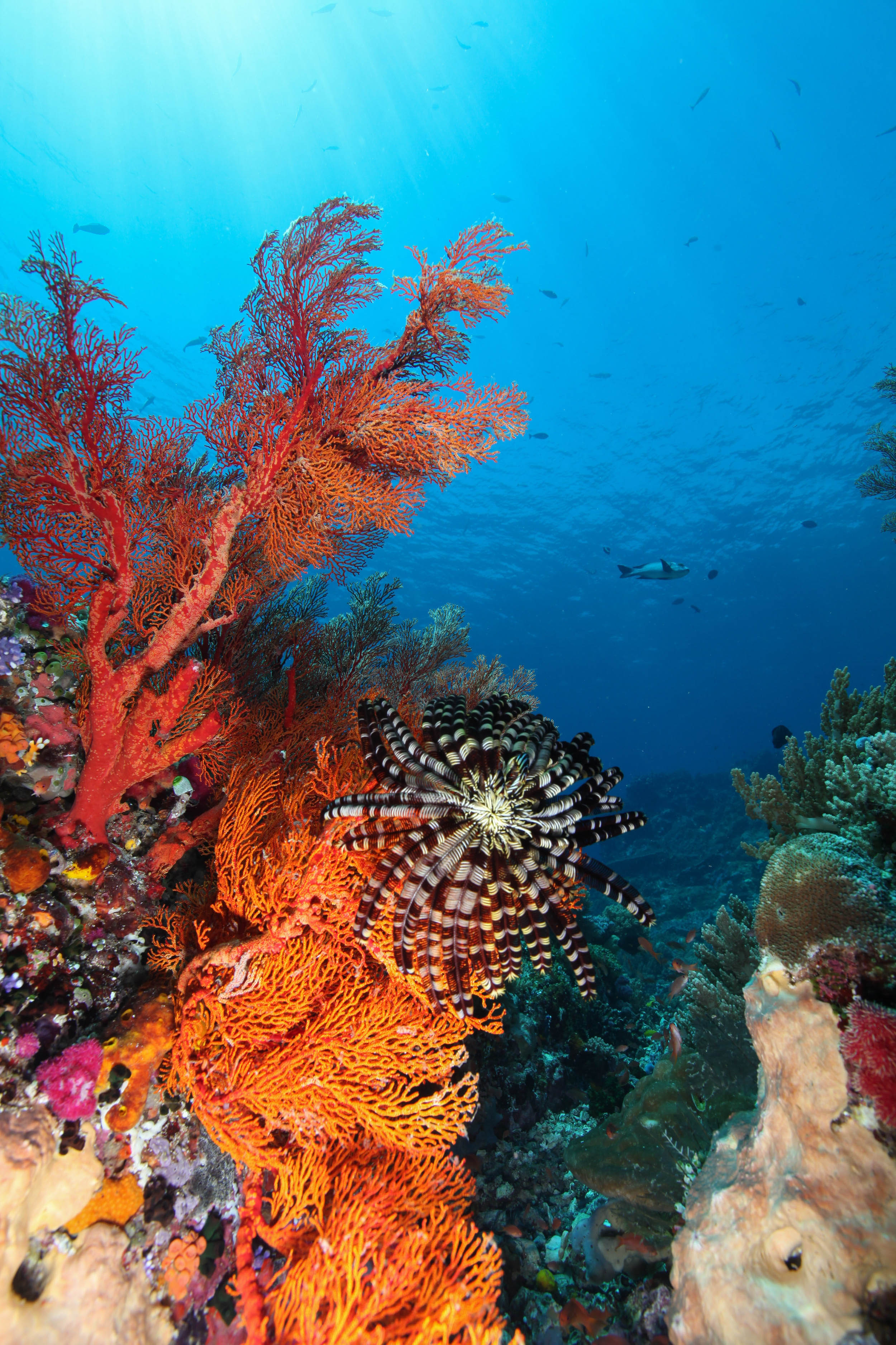 圣灵群岛的水下奇观 Whitsundays - copyright Gabriel Guzman & TEQ.jpg