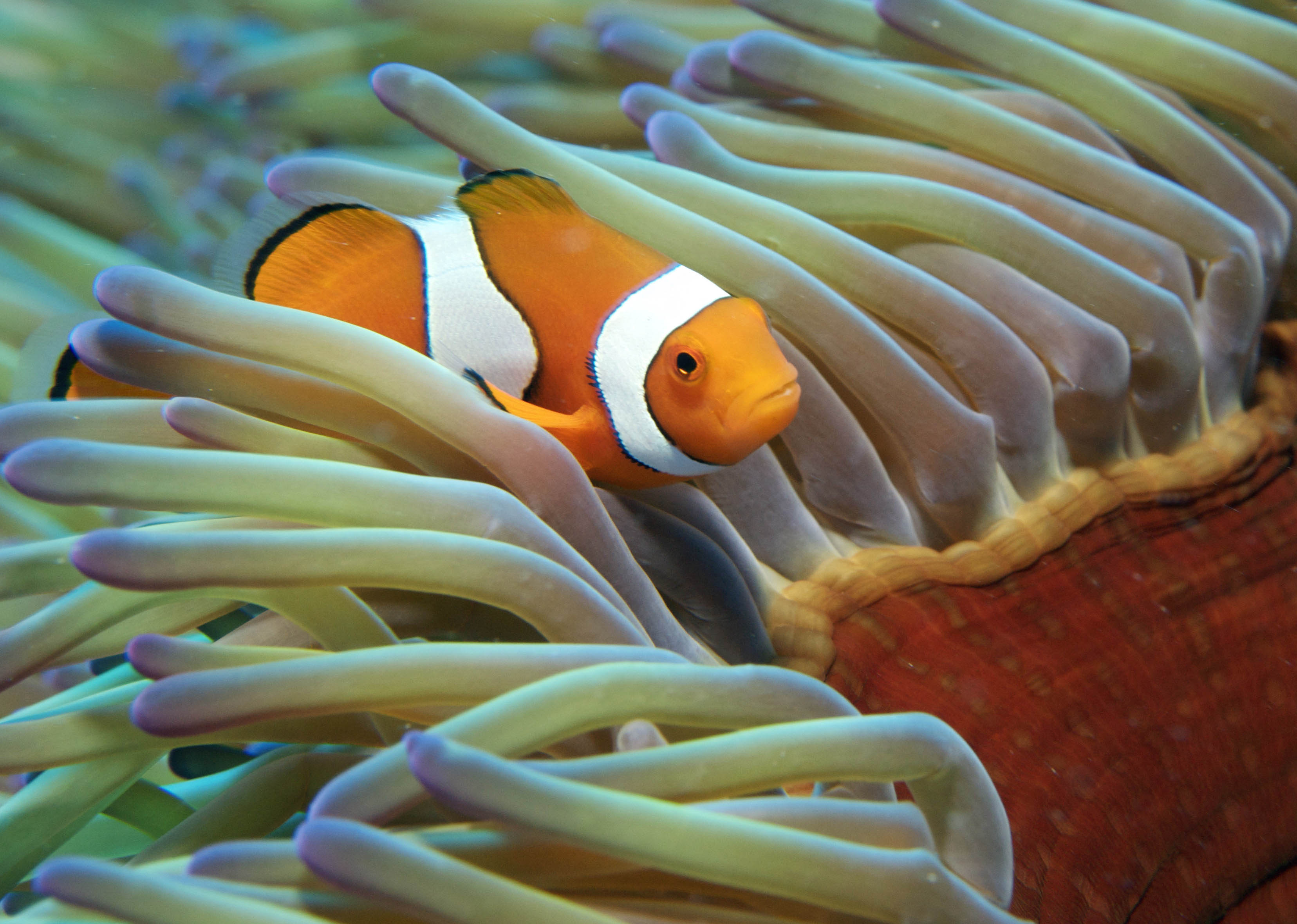 小丑鱼在软珊瑚中自由穿梭 Clown Fish - copyright TEQ.jpg