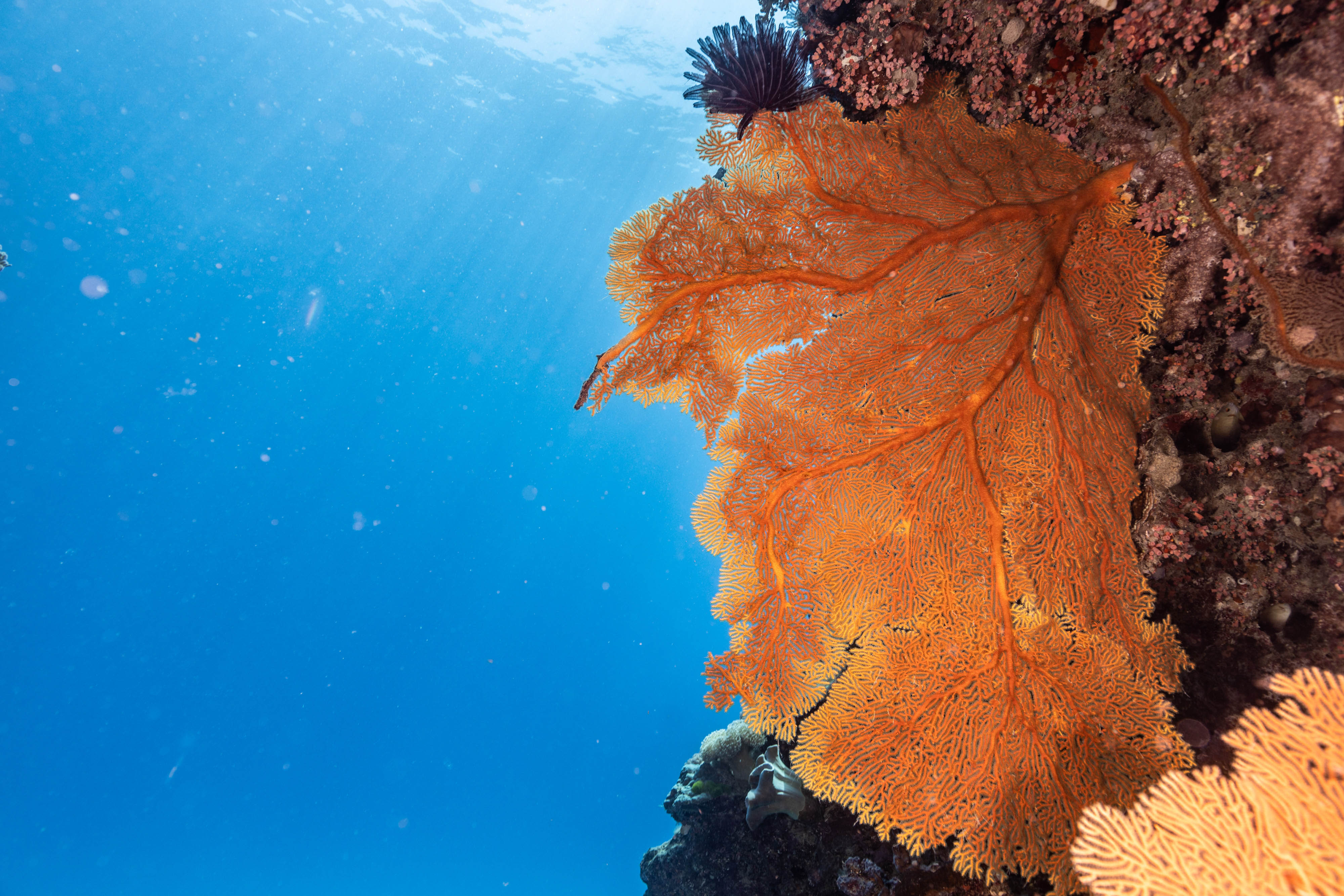 凯恩斯附近的米尔恩礁 Lifetime of Greatness - Milln Reef 1 - Dec24.jpg