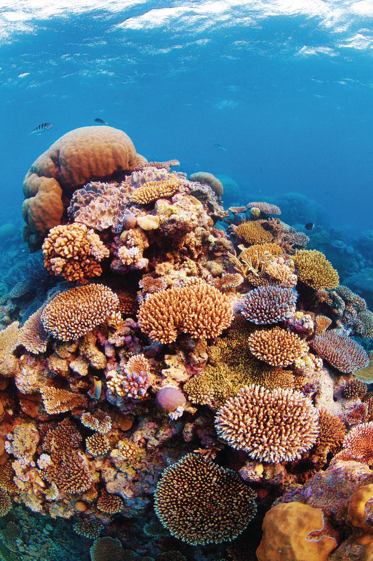 潜水胜地海龟湾-Turtle-Bay---copyright-TEQ.jpg