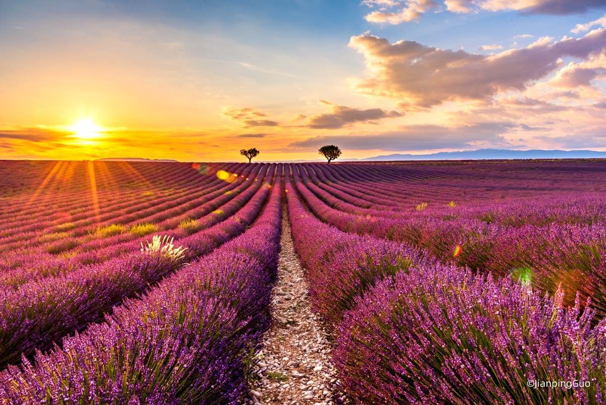 1761559425487684.jpg 瓦伦索勒高原的薰衣草花田LavandeCoucheSoleil_©JianpingGuo.jpg